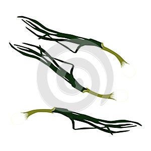 Vector icon logo illustration for whole ripe vegetable Bitter Onion with green stem  white background