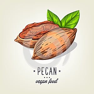 Vector icon of pecan nut isolated on background. Realistic colour nuts with leaves and seeds.