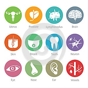 Vector icon set of human internal and external organs in flat style