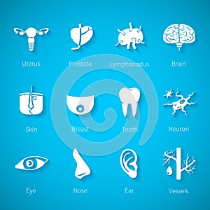 Vector icon set of human internal and external organs in flat style