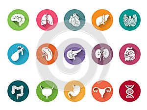 Vector icon set of human internal organs