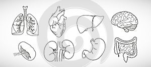 Vector icon set of human internal organs like heart, spleen, lungs, stomach, brain,  intestine, kidneys and liver in line style