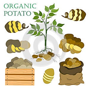 vector icons. set of plants with potato root, vegetables in bag and box, peeled potatoes. Lettering Organic Potato