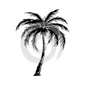 Vector iIllustration of palm tree in engraved style.