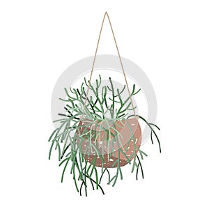 Vector illistartion of Pencil Cactus hanging in a pot. Euphorbia tirucalli plant isolated on white