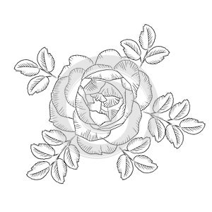 Vector illlustration of hand drawing rose photo