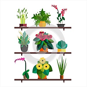 Vector illlustration of potted Home plant and flowers for interior