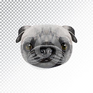 Vector Illustrated face of Pug Dog.