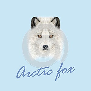 Vector Illustrated Portrait of Arctic fox.