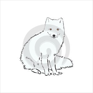 Vector Illustrated Portrait of Arctic fox. Cute white fluffy face of Polar Fox on blue background. Arctic Fox, wild white Fox,