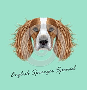 Vector illustrated Portrait of English Springer Spaniel dog