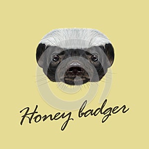 Vector Illustrated portrait of Honey badger.