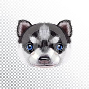 Vector Illustrated portrait of Husky Puppy.