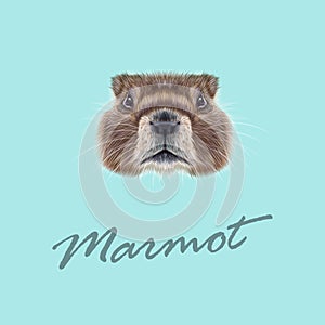 Vector Illustrated portrait of Marmot. photo