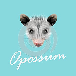 Vector Illustrated Portrait of Opossum.