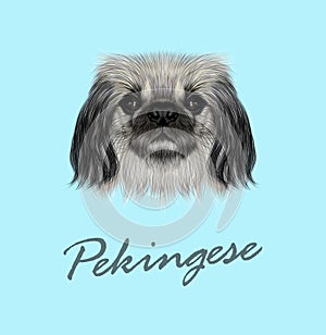 Vector Illustrated portrait of Pekingese dog