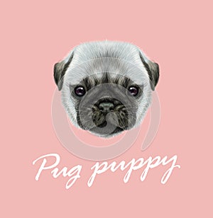 Vector Illustrated portrait of Pug puppy