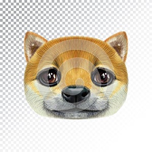 Vector Illustrated portrait of Shiba Inu Dog.