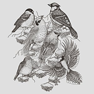 Vector illustration of 6 winter birds on a rowan branch