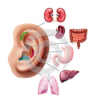 Vector illustration of acupuncture points on ear, reflex zones with internal human organs isolated on background