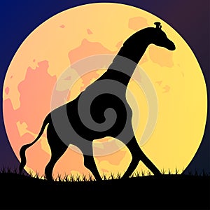 Vector illustration of an African landscape with wildlife on a night scene, full moon and night sky