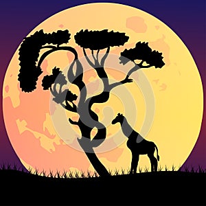 Vector illustration of an African landscape with wildlife on a night scene, full moon and night sky