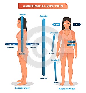 Anatomical positions vector illustration. Scheme of superior, inferior and proximal, distal locations. Anterior, posterior sides