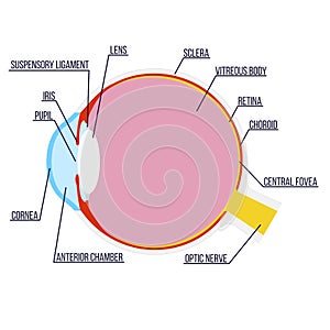 Vector illustration: anatomical structure of the eye with captions