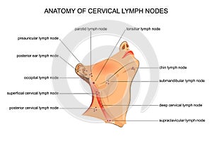 Anatomy of cervical lymph nodes