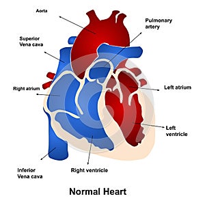 Vector illustration of anatomy of human heart