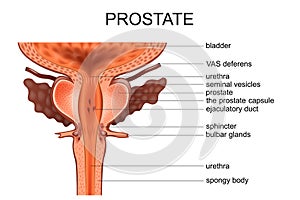 Anatomy of the prostate