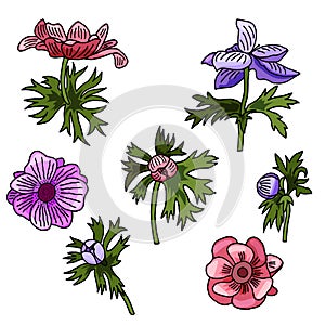 Vector illustration Anemone flowers set. Drawn flowers and leaves.