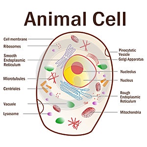 A vector illustration of an animal cell