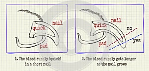 Vector illustration animal grooming claws