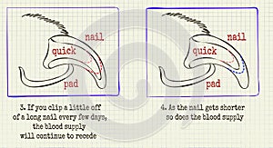 Vector illustration animal grooming claws