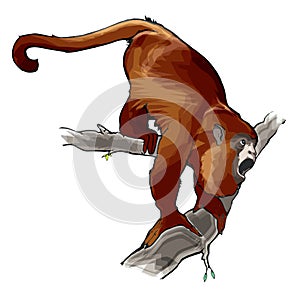 Vector illustration of animal howler monkey, parrot, araguato or caraya Alouatta, howling on a tree photo