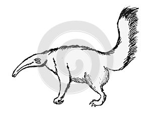 Vector illustration of anteater
