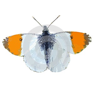 The vector illustration of Anthocharis gruneri butterfly isolated in white