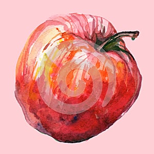 Vector illustration apple
