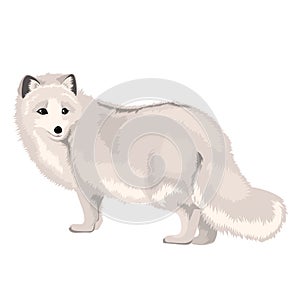 Vector Illustration Arctic Fox