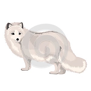 Vector Illustration Arctic Fox photo