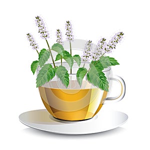 Vector illustration aromatic mint tea in a transparent cup