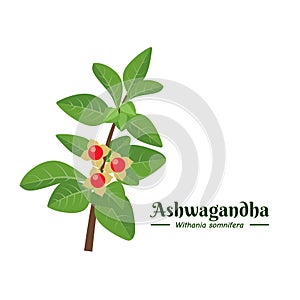 Vector illustration, Ashwagandha or Withania somnifera, isolated on white, Ashwaganda is an Ayurvedic medicinal plant.