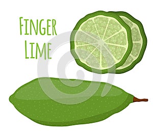 Vector illustration of Australian finger lime, tropical, exotic