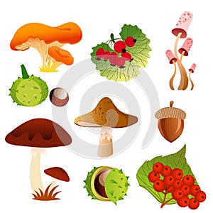 Vector illustration of autumn nature icons of tree leaf fall and seasonal mushrooms, berries and oak acorn nuts in