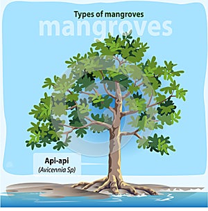 Api-api or Avicennia sp