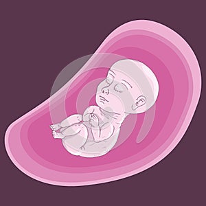 Baby in fetal position icon. Vector illustration of baby fetus. Hand drawn baby in fetal position