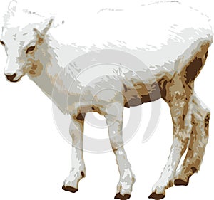 Vector illustration of baby goat