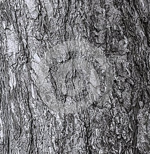 Vector illustration of a background of the bark of a Pinus nigra tree, family Pinaceae