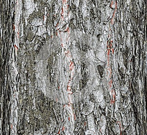 Vector illustration of a background of the bark of a Pinus nigra tree, family Pinaceae photo